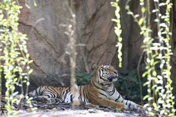 Fototapeta na wymiar Indochinese tiger (Panthera tigris corbetti).