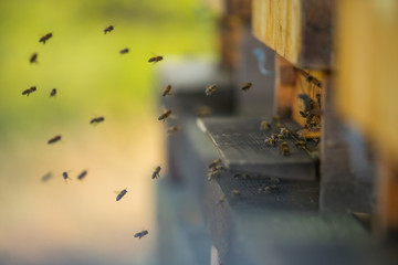 A flock of bees flying into hive
