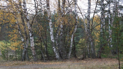  РУССКИЙ стволы растущих берез в осеннем лесу  37 / 10000 АНГЛИЙСКИЙ Перевести вGoogleBing trunks of birch trees growing in the autumn forest