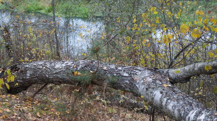lizard on a tree
