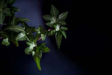 English Ivy with brightly rich green leaves on a dark background. Hedera helix