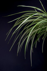 Fototapeta na wymiar Chlorophytum with brightly rich green leaves on a dark background. Long leaves with a white stripe.