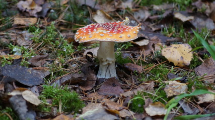 mushroom fly agaric red in the autumn forest