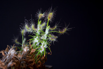 Carnivorous plant named Drosera, often found in swamps. Predator carnivorous plant Drosera scorpioides with droplets of glue in evidence. On black background.