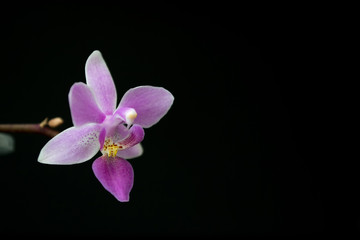 Fototapeta na wymiar Bright green small orchid with two green leaves and a pink flower. Grows in a pine bark on a dark background. Phalaenopsis equestris