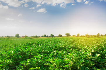 eggplants grow in the field. vegetable rows. Agriculture, vegetables, organic agricultural products, agro-industry. farmlands. aubergine farm