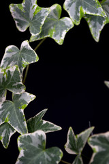Obraz premium English Ivy with brightly rich green leaves on a dark background. Hedera helix
