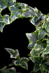 English Ivy with brightly rich green leaves on a dark background. Hedera helix