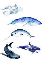 Watercolor paintings poster. Whale animals: narwhal, blue whale, beluga whale shark, sketch - obrazy, fototapety, plakaty
