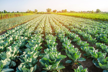 Cabbage plantations grow in the field. fresh, organic vegetables. landscape agriculture. farmland, farming