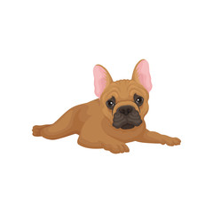 Flat vector icon of lying french bulldog. Puppy with cute muzzle. Domestic dog with smooth brown coat and big pink ears