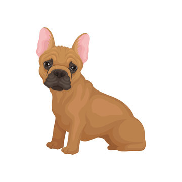 Adorable french bulldog sitting isolated on white background. Dog with big shiny eyes and smooth brown coat. Flat vector design
