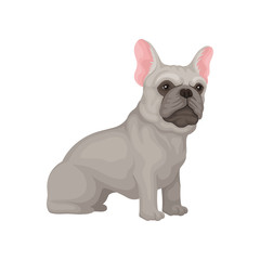 Portrait of sitting french bulldog. Small dog with smooth gray coat, big pink ears and shiny eyes. Flat vector design