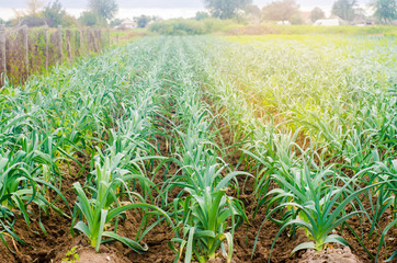leek growing in the field. Agriculture, vegetables, organic agricultural products, agro-industry. farmlands.