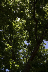 Green leaves of natural forest tree, Australia