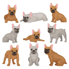 Flat vector set of gray and brown french bulldog puppies in different poses. Small breed of domestic dog. Home pet