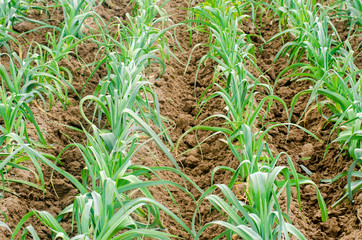 leek growing in the field. Agriculture, vegetables, organic agricultural products, agro-industry. farmlands.