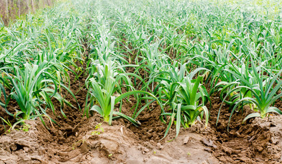 leek growing in the field. Agriculture, vegetables, organic agricultural products, agro-industry. farmlands.