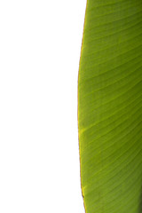 green banana leaf , green tropical foliage texture isolated on white background of file with Clipping Path .