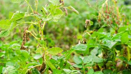 Leaves Of Potato With Diseases. Plant Of Potato Stricken Phytophthora (Phytophthora Infestans) In the field. Close Up. vegetables. farm agriculture. crop failure