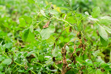 Leaves Of Potato With Diseases. Plant Of Potato Stricken Phytophthora (Phytophthora Infestans) In the field. Close Up. vegetables. farm agriculture. crop failure