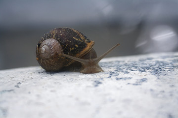 Big snail went for a walk after the rain