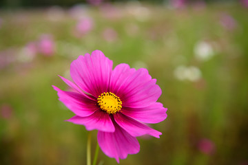 Fototapeta premium コスモス