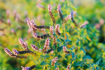 beautiful mint bloom in the garden. natural wallpaper / background. purple flowers. fragrant bush. close-up. macrophotography