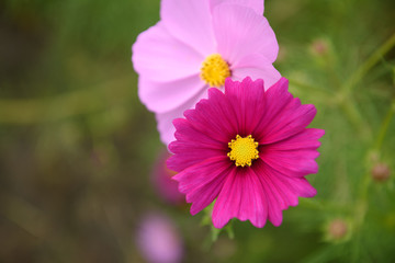 コスモス