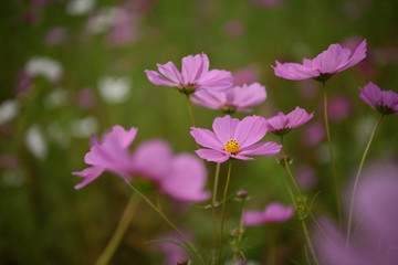 Fototapeta premium コスモス