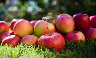 Ripe autumn apples in a sunny garden