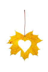Heart symbol is carved from  yellow maple leaf