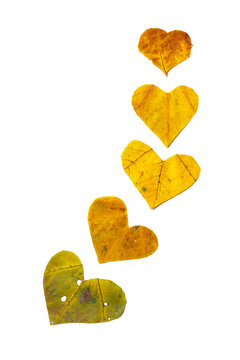 Several hearts carved from maple leaves