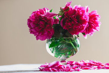 Bouquet of red peonies in vase on white background