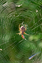 Toile d'araignée 