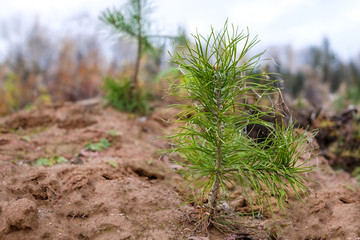 coniferous saplings