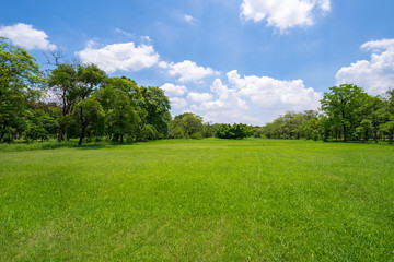 Grass and green trees in beautiful park under the blue sky - obrazy, fototapety, plakaty