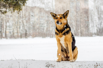 The dog sits on snow in the winter during snowfall_