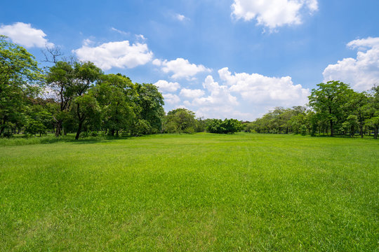 Grass and green trees in beautiful park under the blue sky