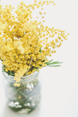 Branch of yellow mimosa in jar on white background