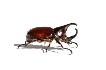 Stag or Rhinoceros beetle