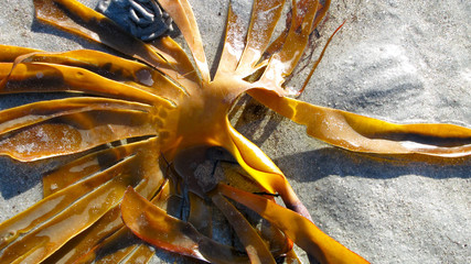 Norway. Seaweed