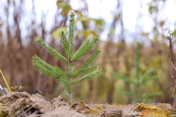 coniferous saplings