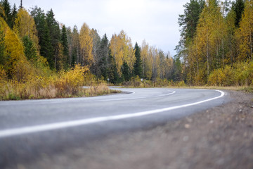 Fototapeta premium road in the forest