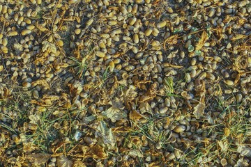 in the autumn, acorns mature and fall from the trees creating a nice looking surface difficult to walk