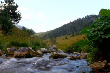 Naklejka na ściany i meble Photo of nature - spring water mountain river and the fantastic stony creek on North Caucasus