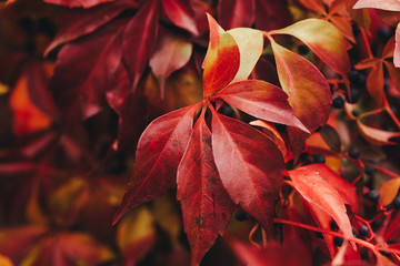 Virginia creeper red leaves close up. Selective focus