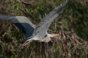 Grey heron