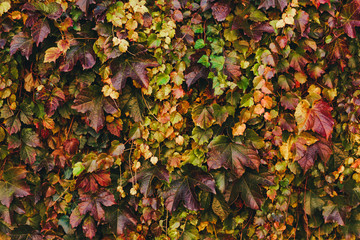 Autumn Virginia creeper leaves background