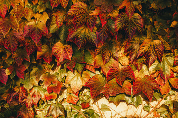Autumn Virginia creeper leaves background